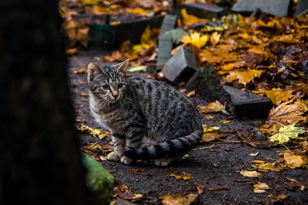 Фото кошек)))))