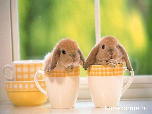 Дом Мечты наши дни рождения