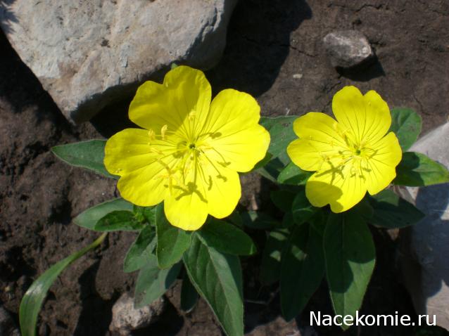 Куклы в народных костюмах – "Девчушки-болтушки"