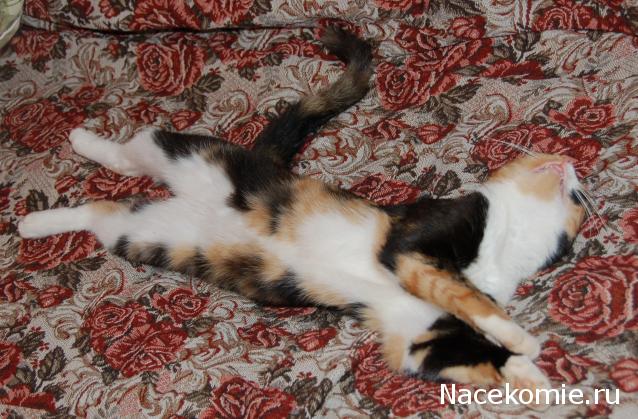 Фото кошек)))))