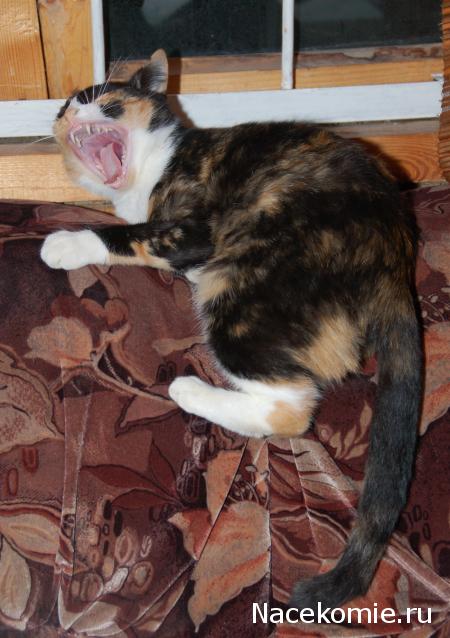 Фото кошек)))))