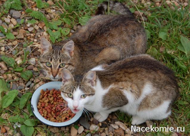 Фото кошек)))))