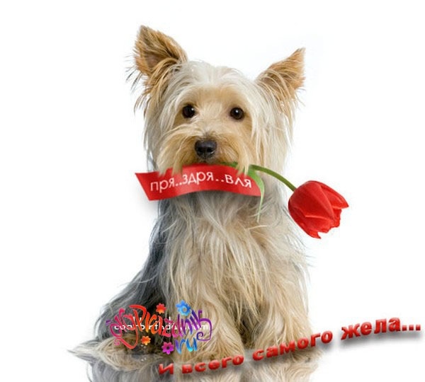 Дом Мечты наши дни рождения