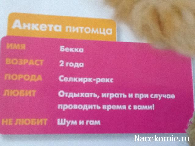 The Cat Collection №40 Селкирк-рекс Фото