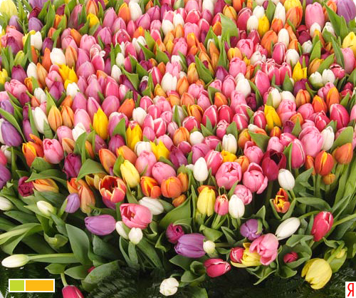 Дом Мечты наши дни рождения