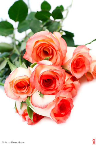 Дом Мечты наши дни рождения