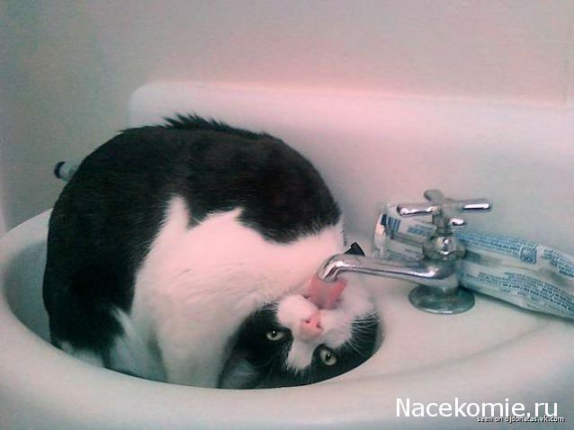 Фото кошек)))))