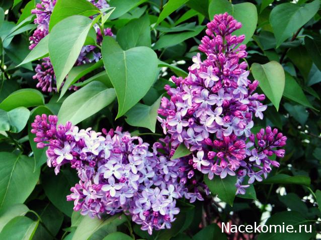 Дамы эпохи - Наши дни рождения