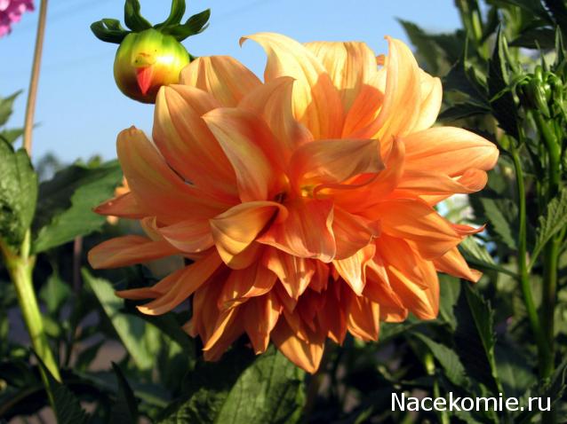 Наши Дни Рождения