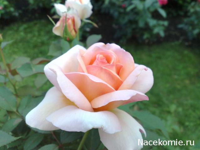 Наши Дни Рождения