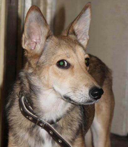 NataBasya - В мечтах о доме