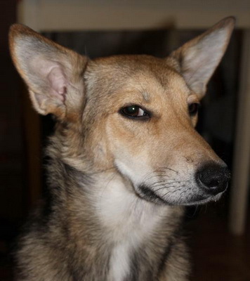 NataBasya - В мечтах о доме