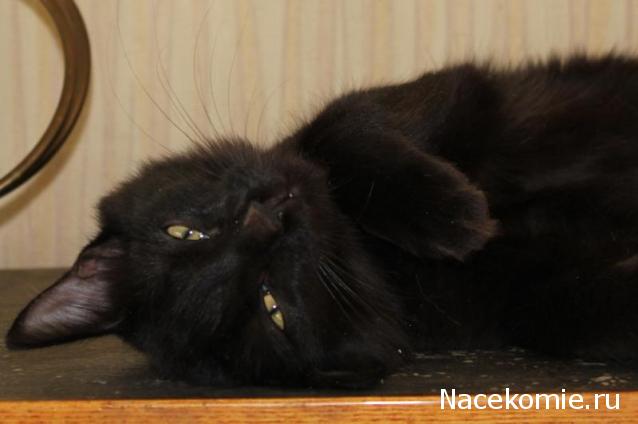 NataBasya - В мечтах о доме