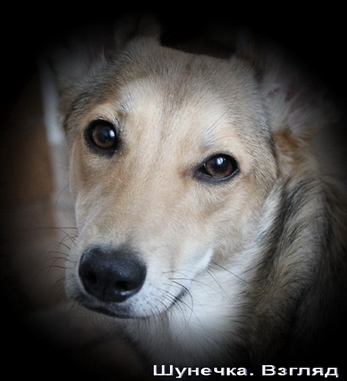 NataBasya - В мечтах о доме