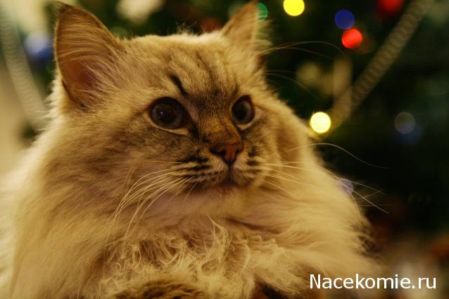 Фото кошек)))))