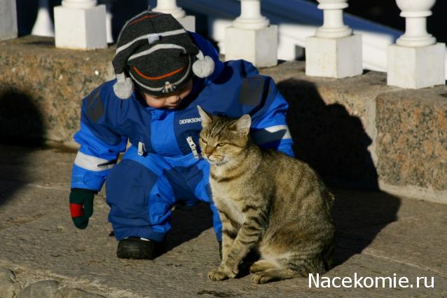 Фото кошек)))))