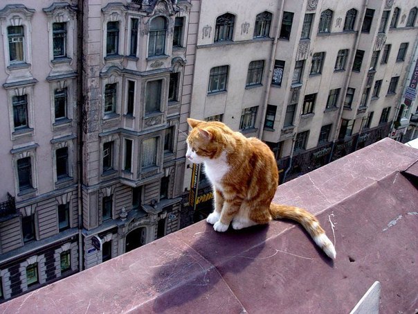 Фото кошек)))))