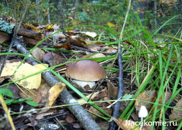 Солдаты ВОВ - Землянка (общение на разные темы)