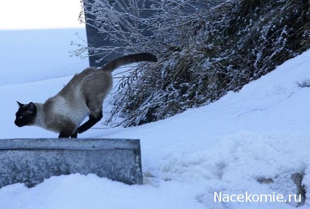 Фото кошек)))))