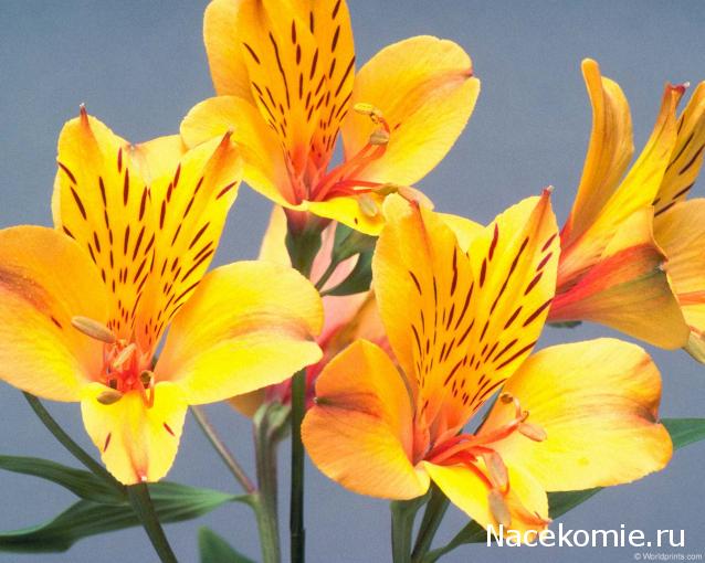 Наши Дни Рождения