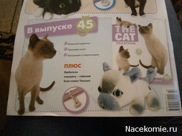 The Cat Collection №43 Сноу шу Фото