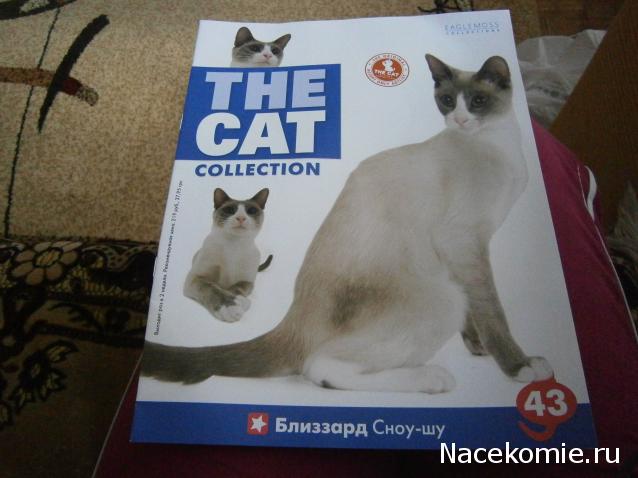 The Cat Collection №43 Сноу шу Фото