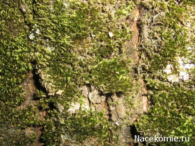 Самоделки Mistra