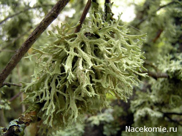 Самоделки Mistra