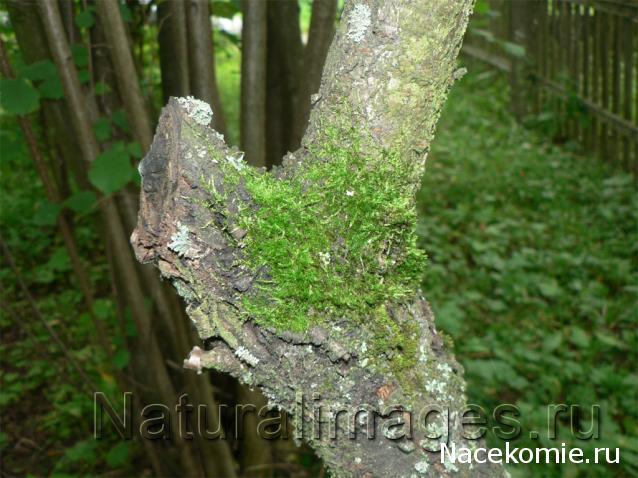 Самоделки Mistra