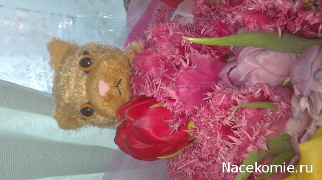 The Cat Collection №40 Селкирк-рекс Фото