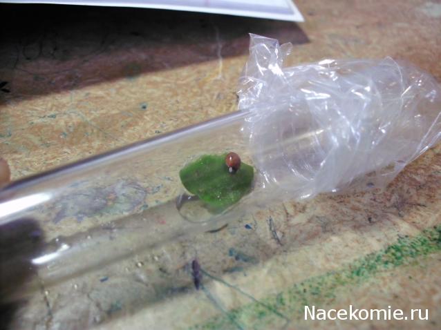 Фото насекомых (не из журнала)