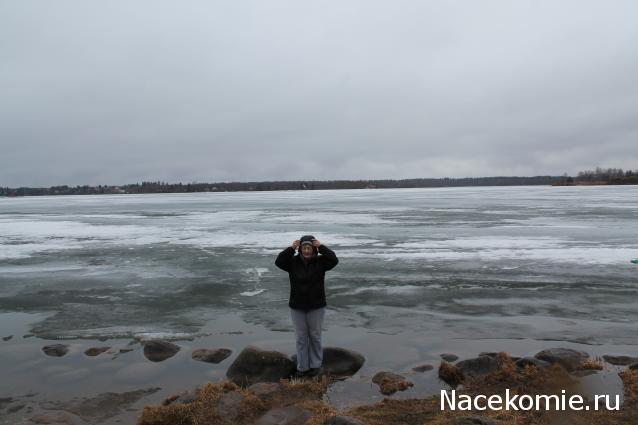 sphynx Канадские сфинксы в английском доме