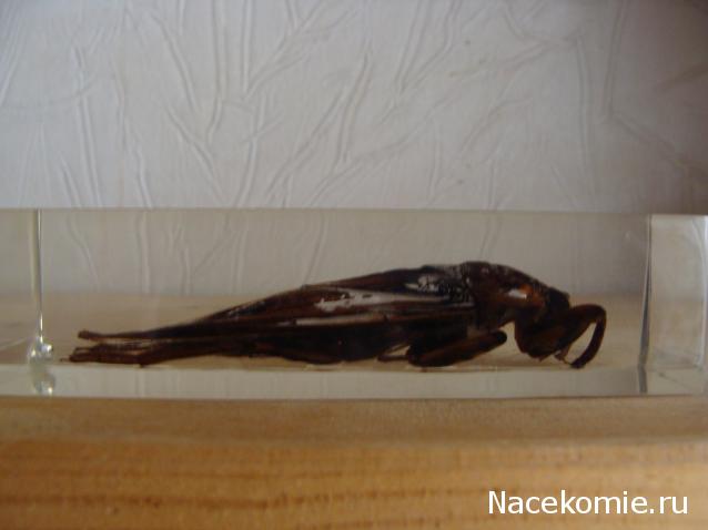 Тестовая серия