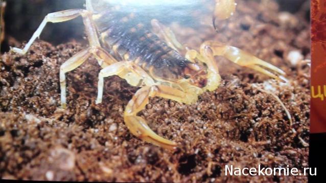 Тестовая серия