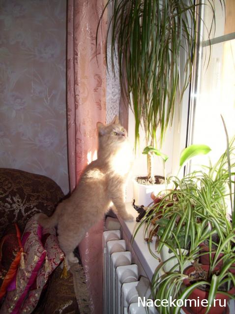 Фото кошек)))))