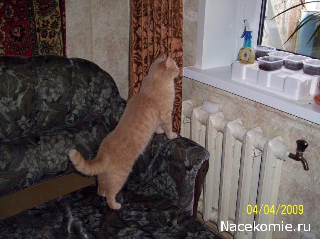 Фото кошек)))))