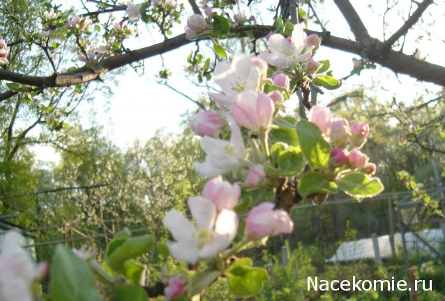 nataliMe - Викторианская эпоха. Взгляд из 21 века.