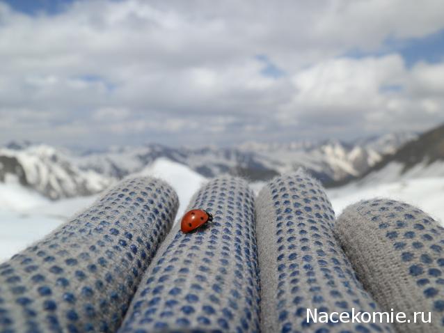 Какие насекомые вам противны?