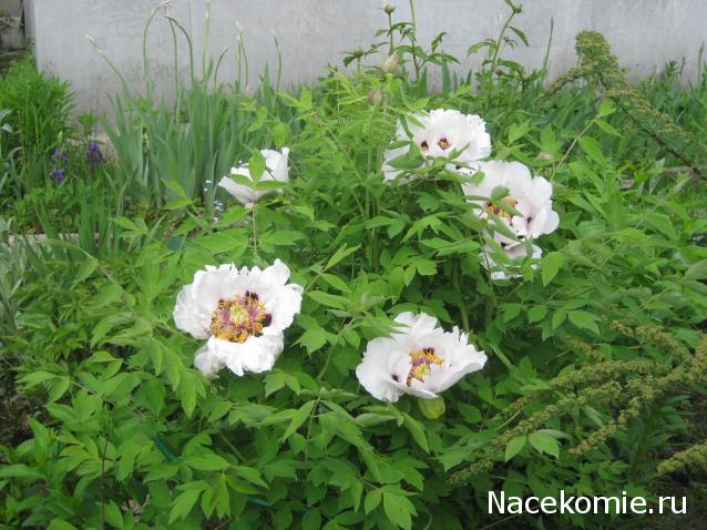 Albusya - "Dream House"