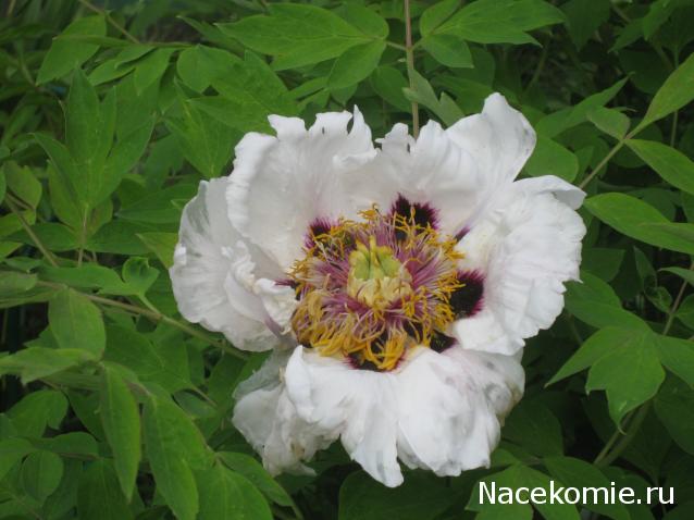 Albusya - "Dream House"