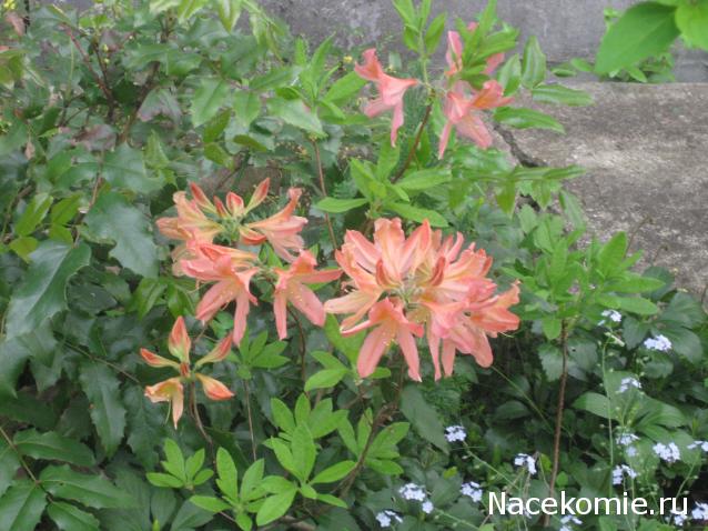 Albusya - "Dream House"