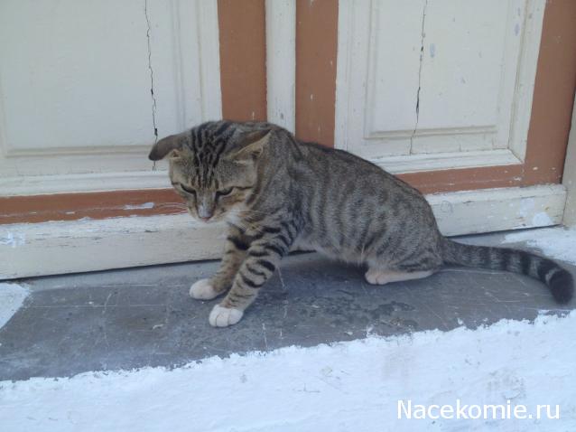 Фото кошек)))))