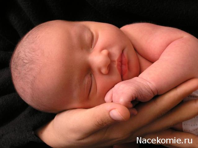 sphynx Канадские сфинксы в английском доме