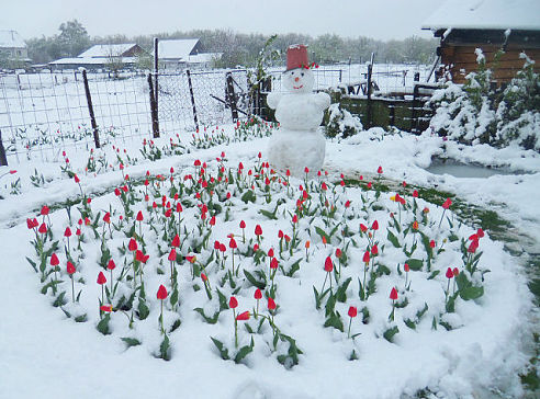 Round Robin_координатор Mabelle