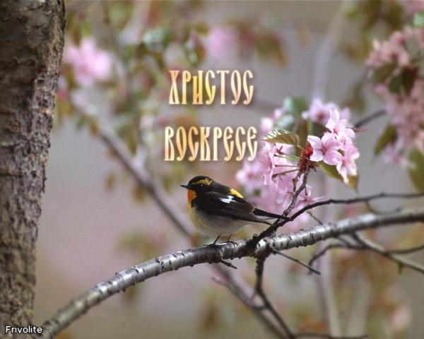 Дом Мечты Болталка: перезагрузка