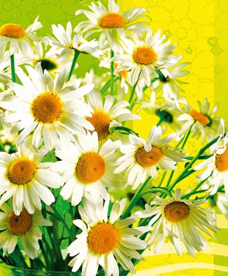 Дом Мечты наши дни рождения