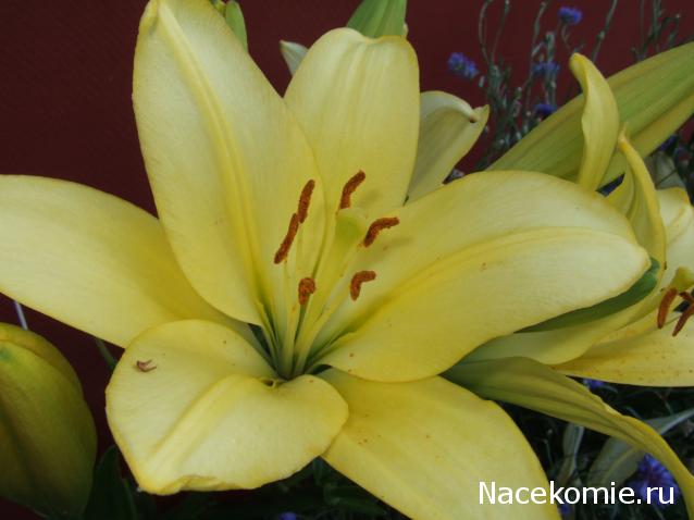 Дамы эпохи - Наши дни рождения