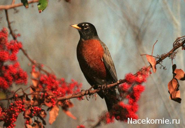 Round Robin- координатор  shabsik