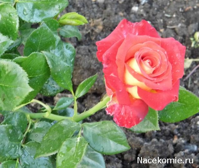 nataliMe - Викторианская эпоха. Взгляд из 21 века.