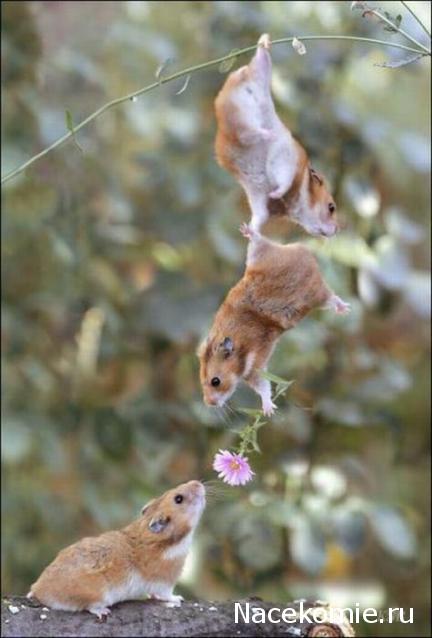 Дом Мечты наши дни рождения